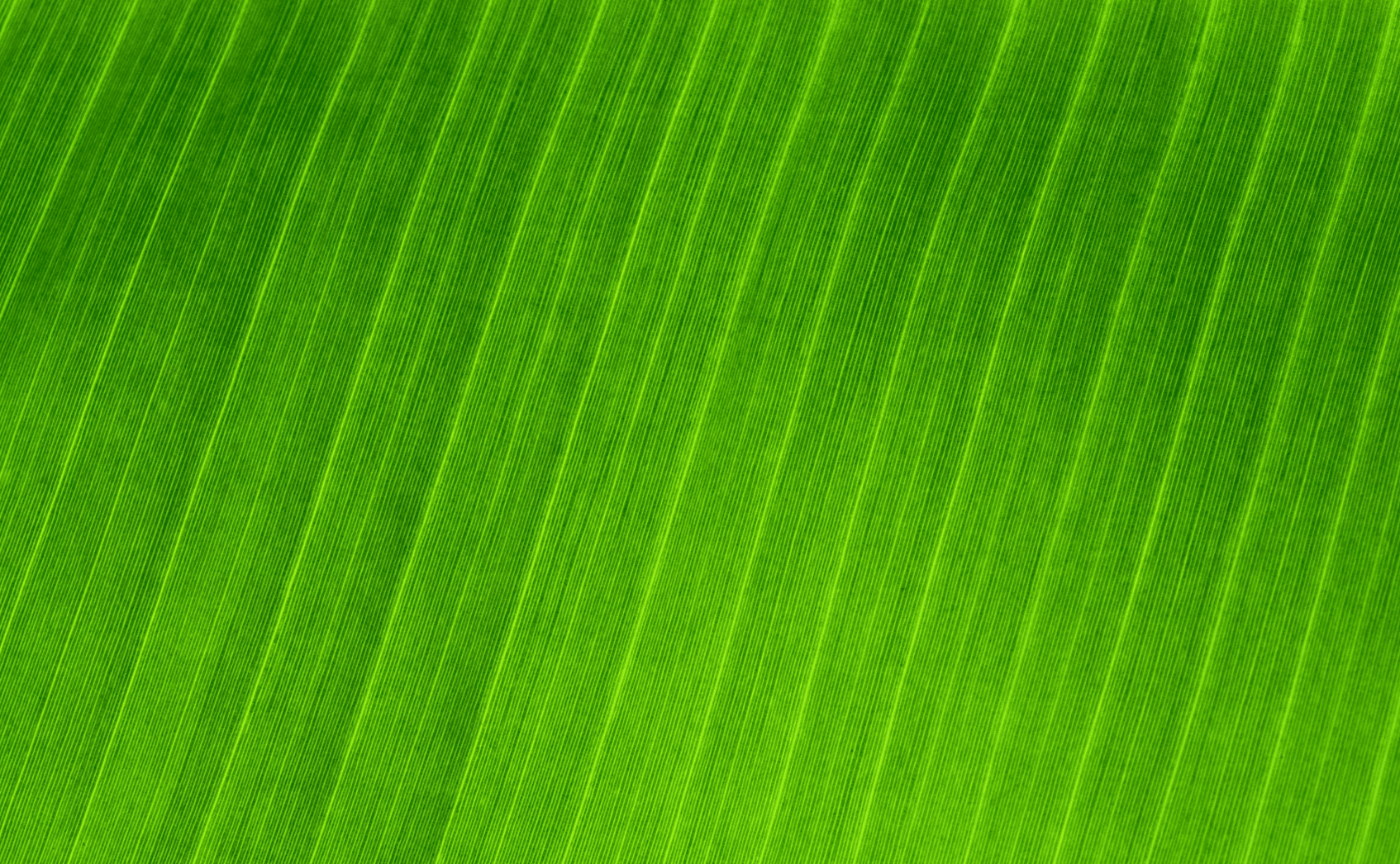 Banana Leaf